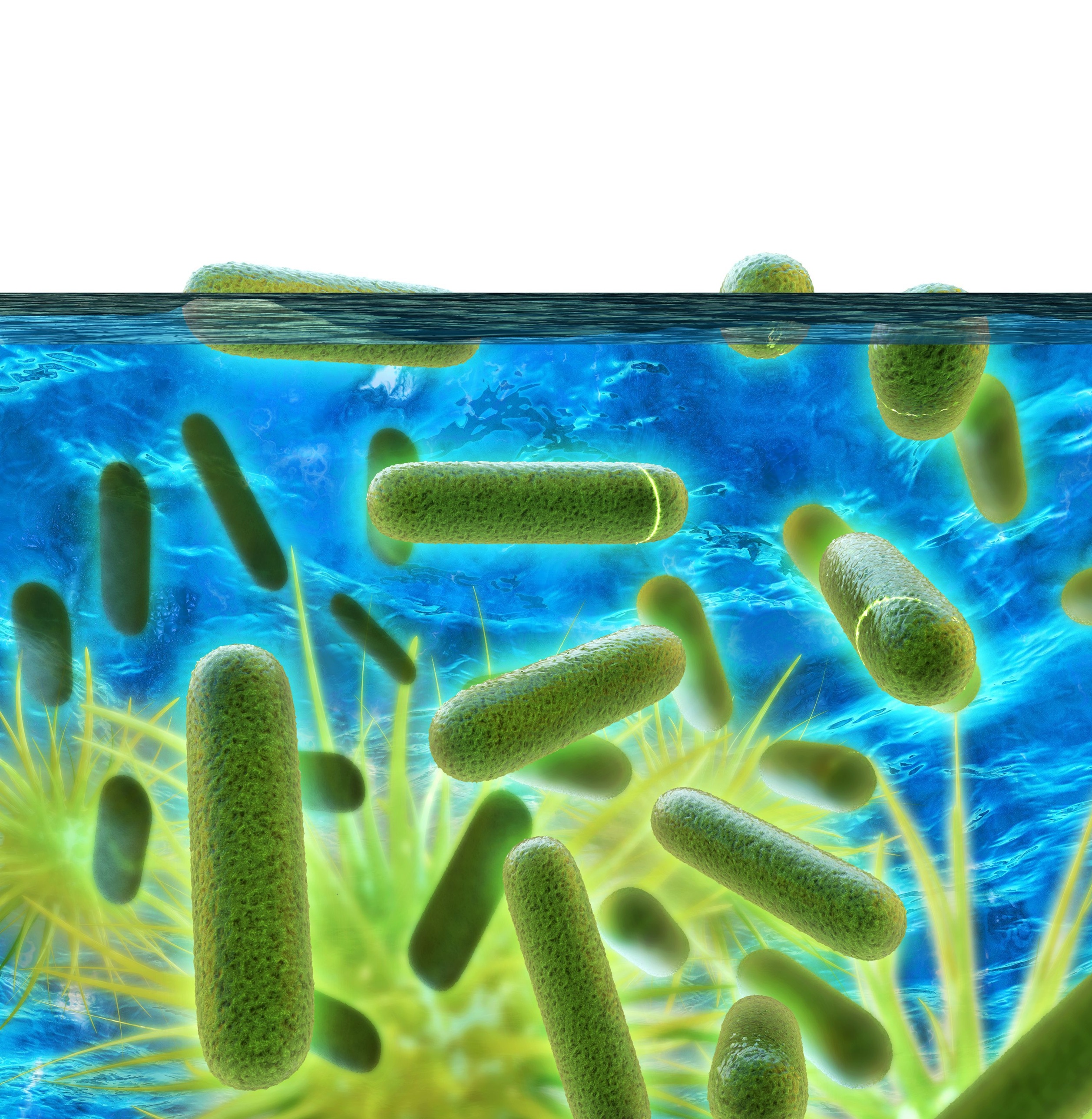 Listeria Training Image